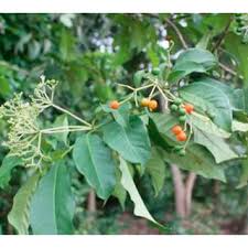 Image result for Rauvolfia vomitoria