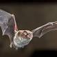 Bats of Colorado and Rocky Mountain National Park