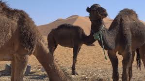 Hay is grass, legumes, or other herbaceous plants that have been cut and dried to be stored for use as animal fodder, particularly for large grazing animals raised as livestock, such as cattle, horses, goats, and sheep. Camel Eating Wheat From Hay Stock Footage Video 100 Royalty Free 1025793089 Shutterstock