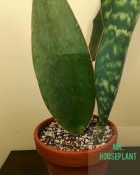 In this video, i successfully propagated leaf cuttings of whale fin snake plant / sansevieria masoniana in both soil and water. Mr Houseplant Whale Fin Snake Plant Timelapse I Had Facebook