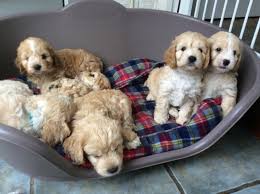 Our waitlist maxes out at 15 families, but generally moves quickly for. Cockapoo Puppies For Sale Virginia Beach Va 219670
