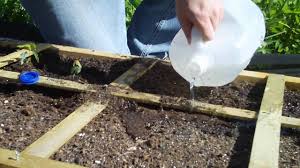 Check spelling or type a new query. Planting Carrots In A Square Foot Garden Youtube