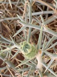 Image result for Acanthosicyos