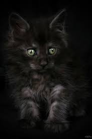 Black Baby Kittens With Green Eyes Green Eyes Cute Animals Kittens