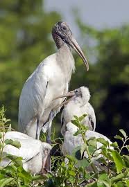 Wood Storks Birdwatching Pet Birds World Birds Stork