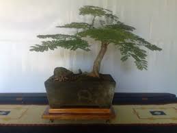 Maybe you would like to learn more about one of these? Flamboyant Tree Information How To Grow A Royal Poinciana As A Bonsai