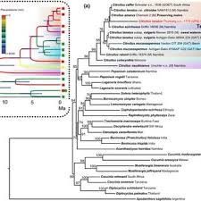 Image result for Raphidiocystis phyllocalyx