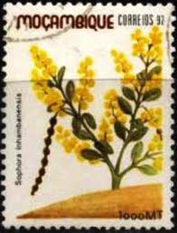 Image result for Sophora inhambanensis