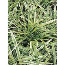 We did not find results for: Ground Cover At Lowes Com