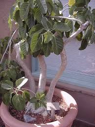 Image result for Ficus fischeri