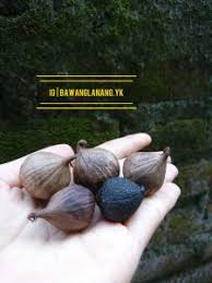 Kentang harus terendam larutan garam, dan harus ada ruang kosong sekitar 25% dari wadah.tutup rapat. Rahasia Khasiat Bawang Hitam Terlihat Gosong Tapi Baik Untuk Kesehatan Titipku