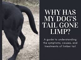 2d van 9:00 der waals heterostructures to mixed dimensional materials. Why Has My Dog S Tail Gone Limp Pethelpful