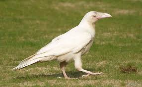 Black And White Ravens Albino Zwarte Kraai White Raven Albino Animals Raven