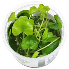 Image result for Nymphoides senegalensis