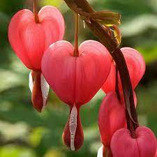 Pin By Liva Fiel On My Favorite Things Strange Flowers Bleeding Heart Flowers