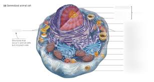 3.3.2 annotate a diagram of the ultrastructure of a mitochondrion. Generalized Animal Cell Diagram Quizlet