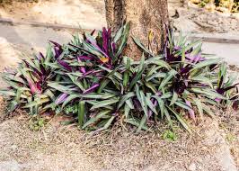 Image result for Tradescantia spathacea