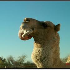 I was thinking today, for some reason. Male Dromedary Camel Extruding His Dulaa After Mating Download Scientific Diagram