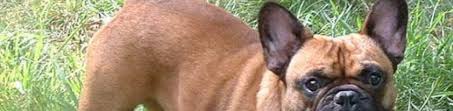 French bulldog information, how long do they live, height and weight, do they shed, personality traits, how much do they cost, common health issues. Hobby Breeders Corner Florida French Bulldogs Blue French Bulldog Red Fawn Bulldog Breeder Puppies Teacup Shih Tzu Florida Jacksonville Orlando Ocala Gainsville St Augustine Daytona Tampa New England Sales Celebrity Shih Tzu Puppies Frenchie
