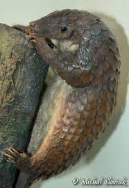 Pangolins Pangolin Many Types Of Pangolin Are Threatened Or Near Threatened They Are Hunted And Eaten In Part Pangolin Pangolin Scales Long Tailed Pangolin
