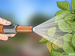 Control with natural or organic spray aphids off of plants with a strong stream of water from a garden hose. 3 Ways To Control Aphids Wikihow