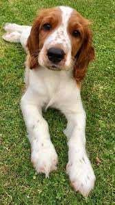 My Welsh Springer Pup Has The Number 12 On His Nose And It Took Almost Two Weeks To Even Noti With Images Welsh Springer Spaniel Puppies Springer Puppies Dog Breeds Medium