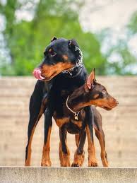 Real Talk on Training, Sports & Life With Dobermans