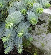 Euphorbia Myrsinites Unusual Plants Succulents Planting Succulents
