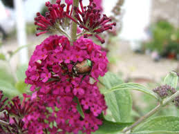 Butterfly heaven | huge trusses of white, lilac, and pink all summer long. Butterfly Bush How To Plant Grow And Care For Butterfly Bushes Hgtv