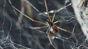 Here are 2 possible meanings. Mengerikan Saking Besarnya Sarang Laba Laba Ini Disebut Bisa Jebak Manusia Global Liputan6 Com