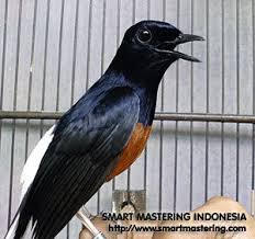 Setelah mengetahui faktor pemicunya, berikut cara menangani yang tepat, untuk mengembalikan keadaan tersebut. Perawatan Burung Murai Batu Smart Mastering
