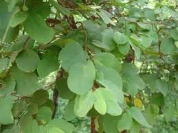 Image result for Cleistanthus schlechteri