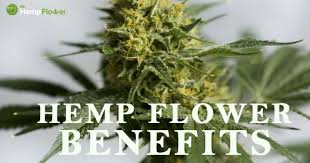 The Benefits Of Smoking Cbd Rich Hemp Flower Explained