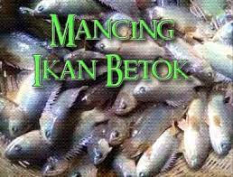 Strike Ikan Betok Betik Tanpa Henti Pakai Umpan Ini