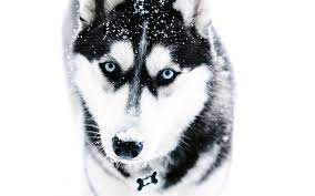 Download Wallpapers Siberian Husky 4k Pets Winter Cute Animals Muzzle Husky Dogs Siberian Husky Dog Besthqwallpapers Com Husky Dogs Husky Dog Pictures Husky
