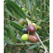 Leccino Olive Tree Standard Potted Grow Organic