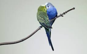 Budgies Download Wallpaper Hd Budgies Pet Birds Parakeet
