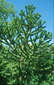 Image result for Arauk rie Araucaria