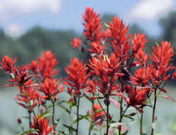 Decorate your laptops, water bottles, notebooks and windows. Castilleja Linariifolia Wikipedia