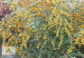 Image result for Pyracantha coccinea soleil d'or