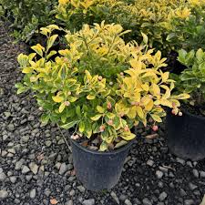 Image result for Ozoroa marginata