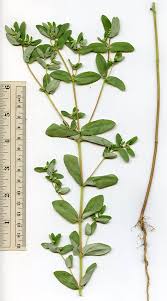 Image result for Euphorbia hyssopifolia