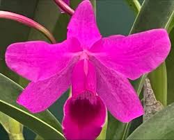 Image result for Brachycorythis friesii