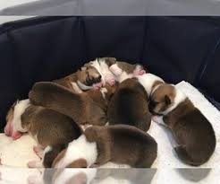 See more ideas about corgi, puppies, cute animals. View Ad Pembroke Welsh Corgi Litter Of Puppies For Sale Near Virginia Henrico Usa Adn 246307