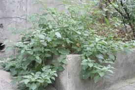 Image result for Solanum giganteum