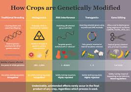 Traditional crossbreeding for millennia, traditional crossbreeding has been the backbone of improving the genetics of our crops. Infographic Are Genetically Engineered Crops Less Safe Than Classically Bred Food Genetic Literacy Project