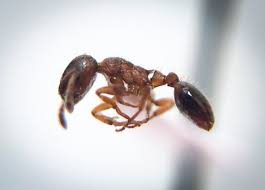 Carpenter ants (camponotus spp.) are large (0.3 to 1.0 in or 0.76 to 2.54 cm) ants indigenous to many forested parts of the world. Rare Slave Making Ant Found At Kennedy Lakes N B Ctv News