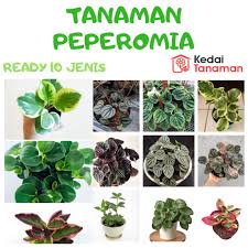 Terdapat ratusan jenis tanaman hias yang di budidayakan oleh petani di kota malang. Tanaman Hias Bunga Peperomia Usia Remaja Bunga Hias Paperomia Shopee Indonesia