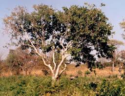 Image result for Hymenocardia