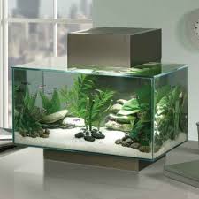 Find the best fish tank wallpaper on getwallpapers. My New Fluval Edge Aquarium Cool Design Fish Tank Decorations Aquarium Design Home Aquarium Fish